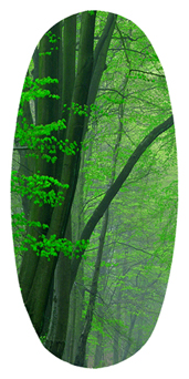 DASOV 128 (Forest) Serenity Forest Path